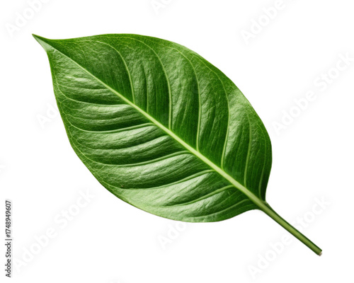 Green Leaf eco organic Logo design vector,
