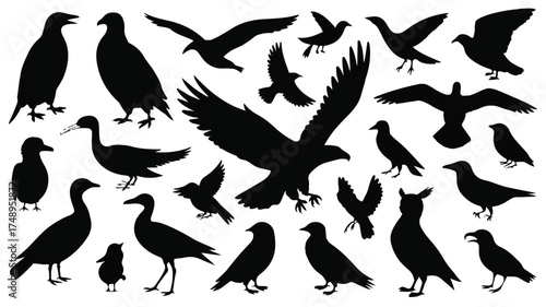 A collection of black silhouette illustrations of various birds arranged on a white background 

