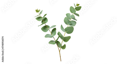 A single sprig of fresh eucalyptus leaves with its characteristic round shape and silvery green color.