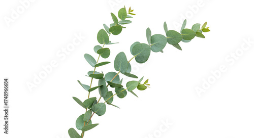 Wallpaper Mural Fresh green eucalyptus sprig with round leaves isolated on white. Torontodigital.ca