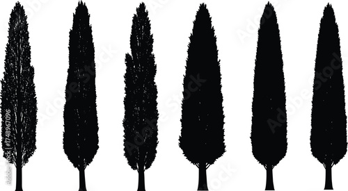  Cypress tree silhouette collection, tall tree vector illustration, black nature design elements for landscape, garden, forest, environment, and botanical artwork use