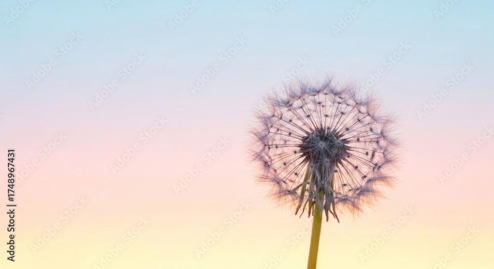 Fototapeta premium A dandelion against a pastel sky.
