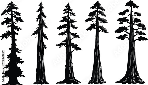  Tall pine and redwood tree silhouettes collection, forest nature vector illustration, black isolated conifer trees for landscape design, outdoor art, and wilderness decoration