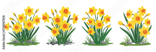 Vector Illustration of Daffodil Narcissus Clusters