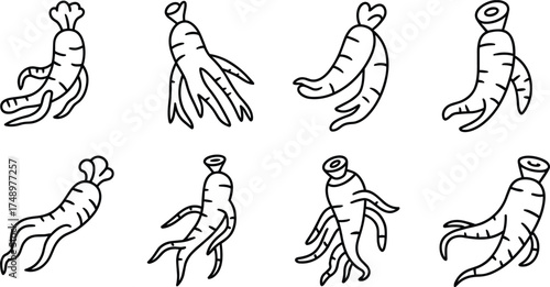 Minimalist line art illustration of ginseng roots set, herbal plant drawings, natural medicine design, organic botanical health concept vector