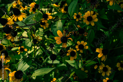 Late Summer Black-Eyed Susans in Bloom and Decay  