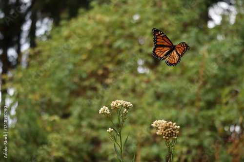 Monarch butterfly 