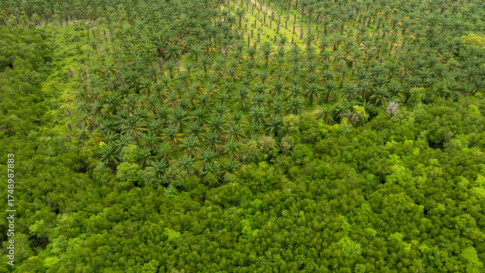 Naklejka premium \Aerial view a vivid contrast between a dense palm oil plantation and a lush green natural forest. The photograph captures the transition from agricultural land to untouched wilderness