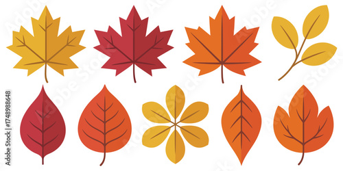 Colorful autumn leaves vector illustration in various shapes and hues isolated on white background