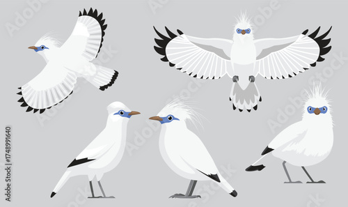 Bali Myna Bird Various Poses Cartoon Vector Character