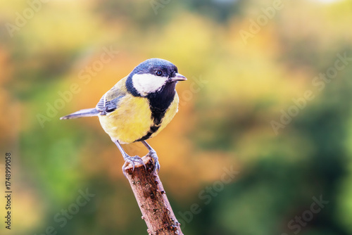 Sikorka bogatka (Parus major)  © Janusz Lipiński