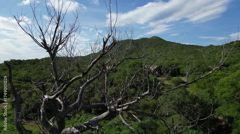 GRANDE VIEJO Y SECO ARBOL EN EL DESIERTO DE BAJA CALIFORNIA SUR MEXICO