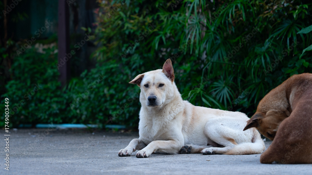 Obraz premium Loyal Companions: A serene scene featuring a watchful dog lying on a concrete surface, while another one resting nearby creating a heartwarming moment of canine companionship. 