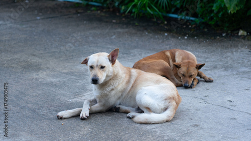 Photos Relaxing Day: Two dogs, one alert and watchful, the other peacefully resting, bask in the warmth of a sunny day, embodying the simplicity and contentment of canine companionship
