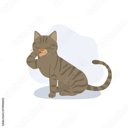 a cute brown tabby cat sits calmly licking its paw during grooming