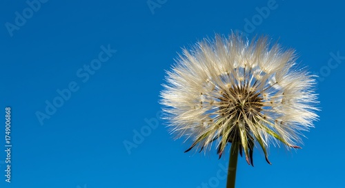 Dandelion Seed Head Against Clear Blue Sky Simple Nature Beauty