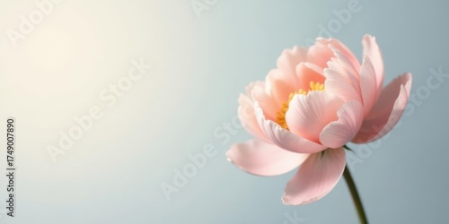 A Delicate Pink Blossom Against a Soft Blue Background, Illuminated by Gentle Sunlight, Evokes a Sense of Serenity and Tranquility.