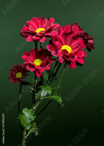 Vibrant Red Chrysanthemums with Dewdrops Against a Deep Green Background