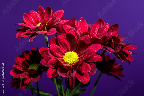 Bold Red Chrysanthemum Bouquet with Yellow Centers on Purple Background