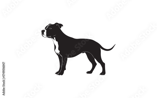 black and white dog