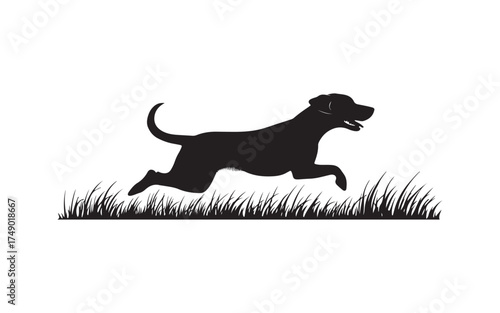 black and white dog