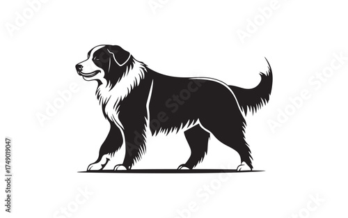 black and white dog