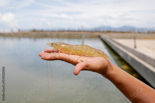 Fresh, raw Pacific white shrimp (Litopenaeus vannamei) in hand at an aquaculture farm.