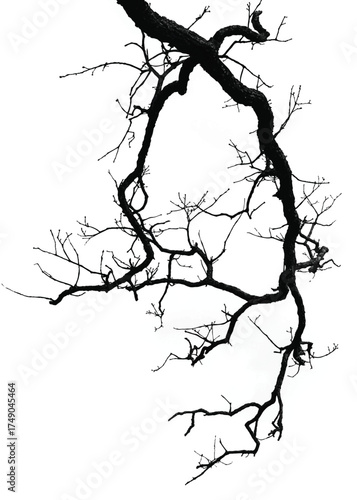 Silhouette of bare branche of tree isolated on white. Black and white vector illustration
