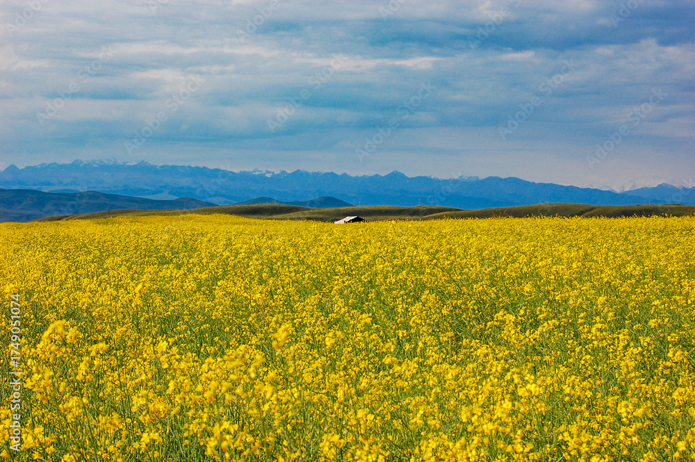 Obraz premium Vast field of yellow rapeseed flowers under cloudy sky