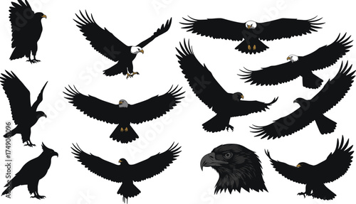 Bald eagle silhouettes, flying eagle vector, eagle wings spread, bird of prey illustration, majestic raptor artwork, wildlife graphic design, freedom symbol, detailed eagle head drawing