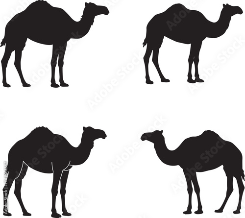 Four silhouettes of camels standing in different poses against a white background