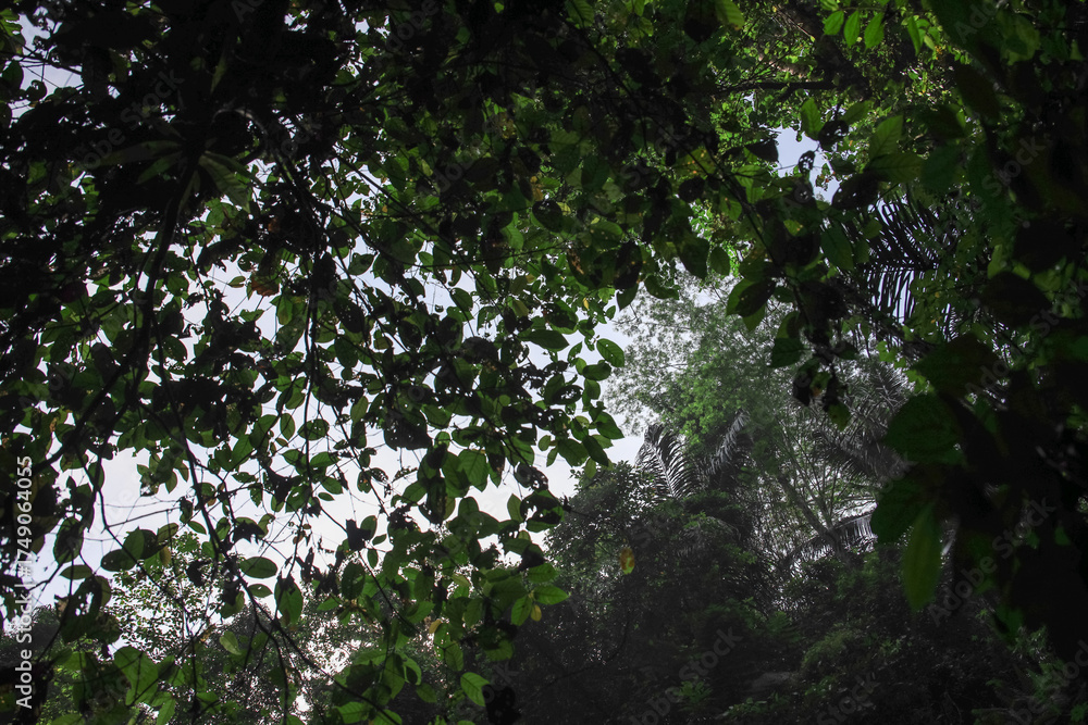 Fototapeta premium Lush green forest with a clear blue sky