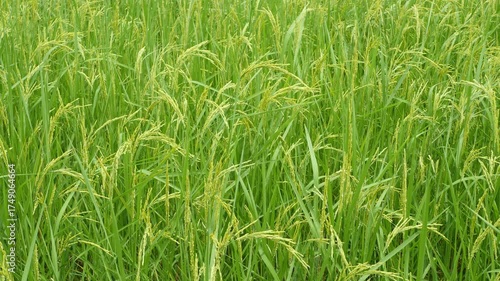 Lush Green Rice Field with Growing Stalks in Bright Natural Light