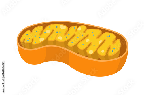 cross-section of mitochondria illustration
