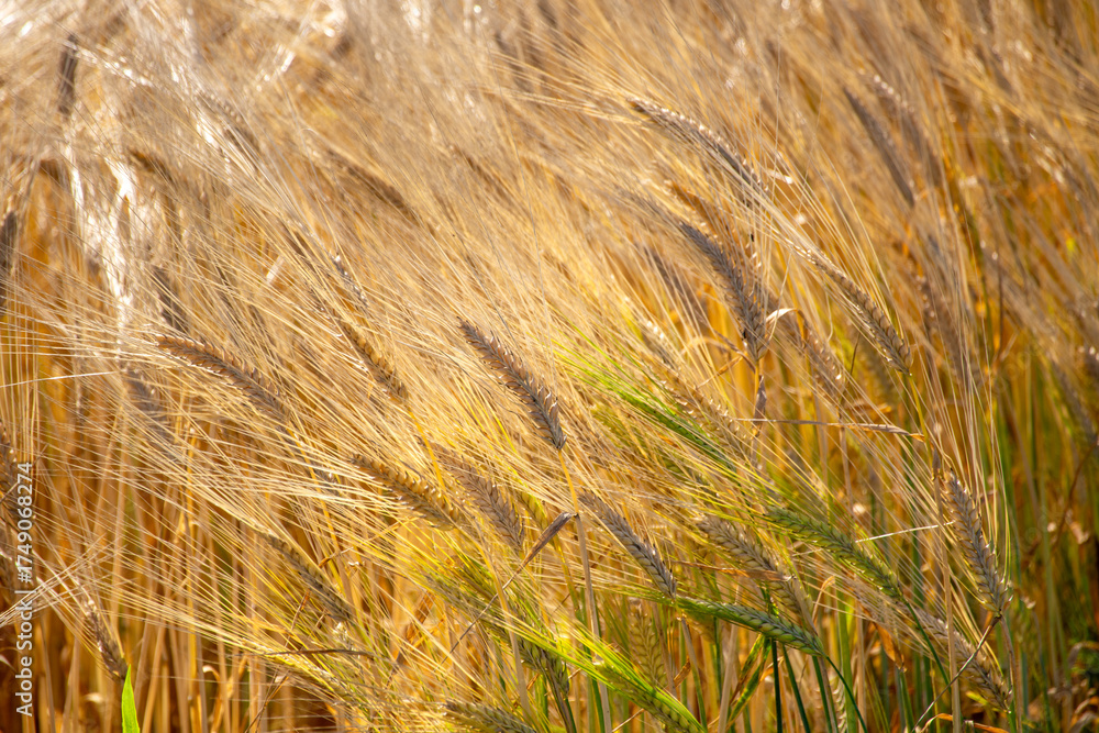 Fototapeta premium Golden wheat swaying in the wind in the summer light