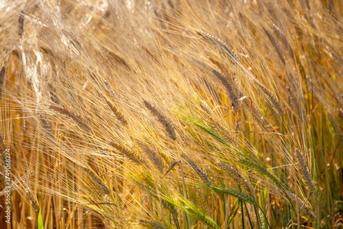 Wallpaper Mural Golden wheat swaying in the wind in the summer light Torontodigital.ca