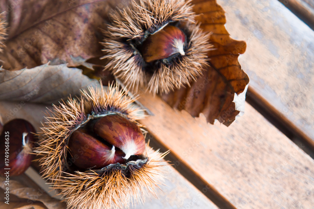 Fototapeta premium Chestnuts on wooden background with autumn leafs and chestnut burrs in a forest