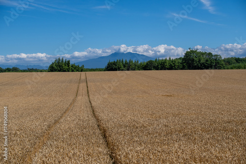 Wallpaper Mural Golden wheat field and blue sky Torontodigital.ca
