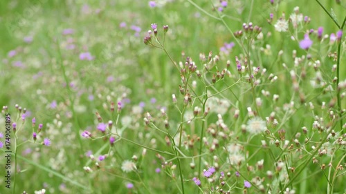 Vibrant Wildflowers Blooming in a Lush Green Meadow Landscape
