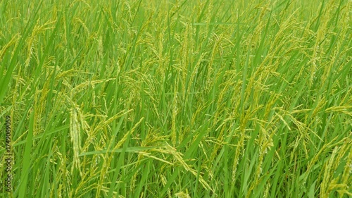 Lush Green Rice Field with Golden Grains Under Clear Blue Sky