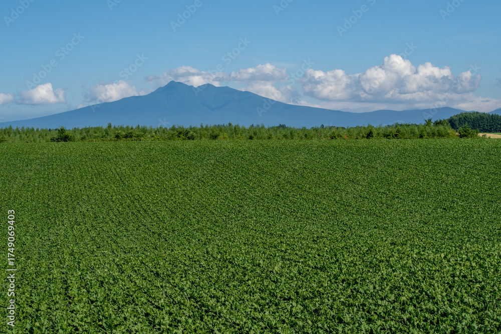 custom made wallpaper toronto digitalMount Shari appears majestically beyond the lush green fields