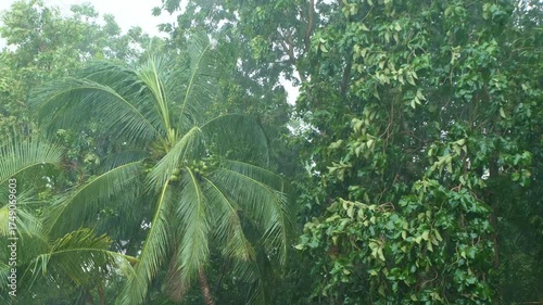 Lush Tropical Vegetation with Dense Green Foliage and Palms
