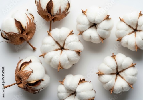Soft natural cotton bolls scattered on a white background