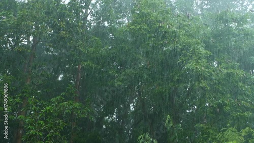Heavy Rainfall over Lush Green Forest Landscape in Tropical Region