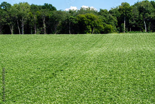 Wallpaper Mural A potato field with white flowers blooming against a forest background Torontodigital.ca
