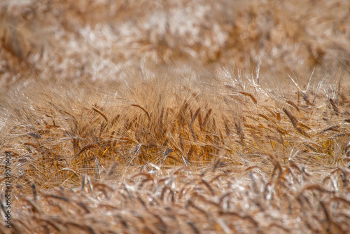 Wallpaper Mural Golden wheat ears lying in the wind Torontodigital.ca