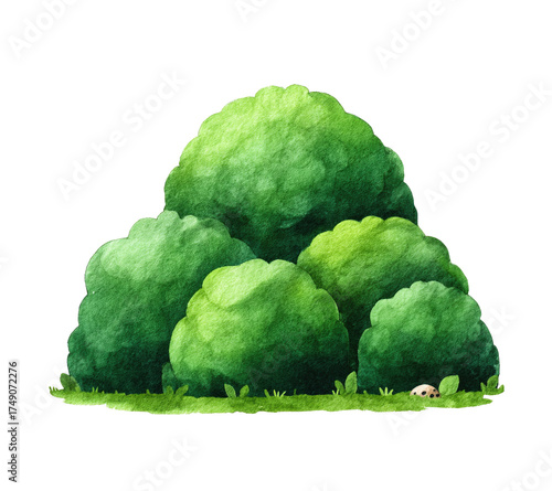 cauliflower isolated on white background