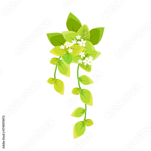 Green hanging plant with small white flowers cascading down, isolated on a white background