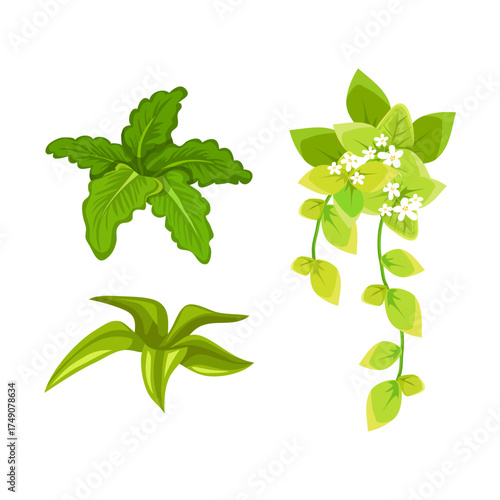 Various green plants with leaves and flowers on a white background, illustration