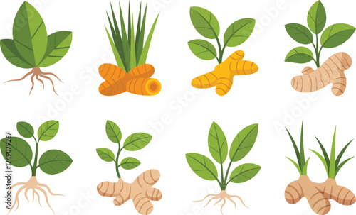 Fresh turmeric roots and green leaves collection natural organic spice botanical elements isolated